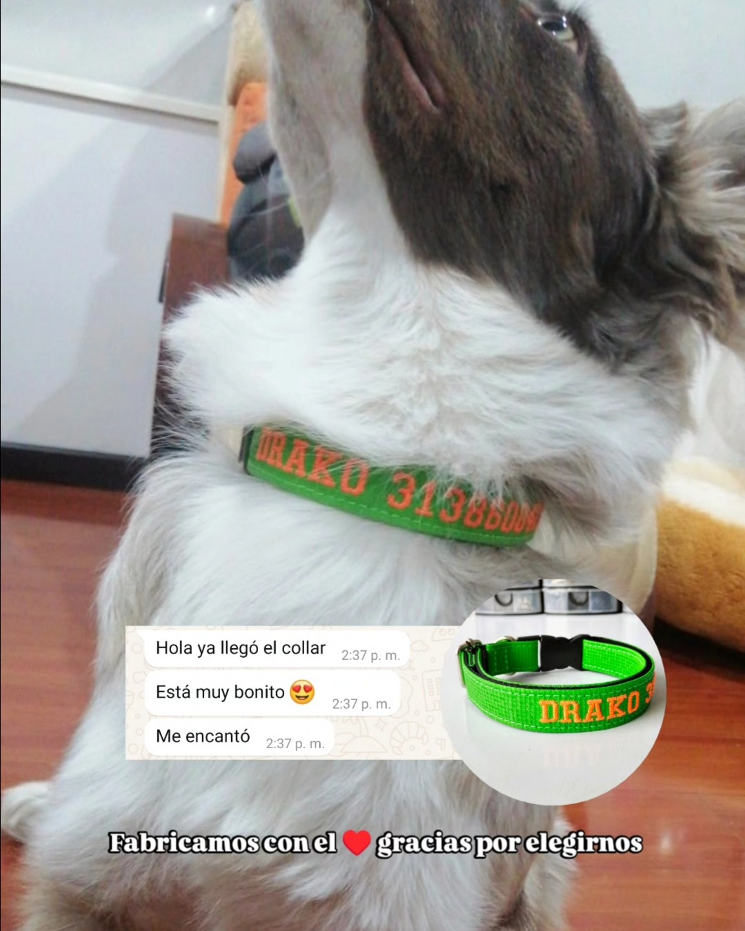 testimonio collar